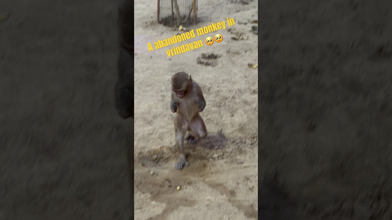 A abandoned monkey in vrindavan 🥺🫶 #vrindavan #punch #babymonkey #shorts #fyp #explore #radhey
