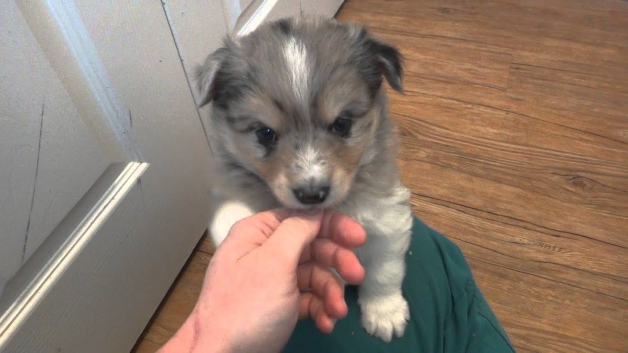 Pomsky Puppies!  4 weeks old.