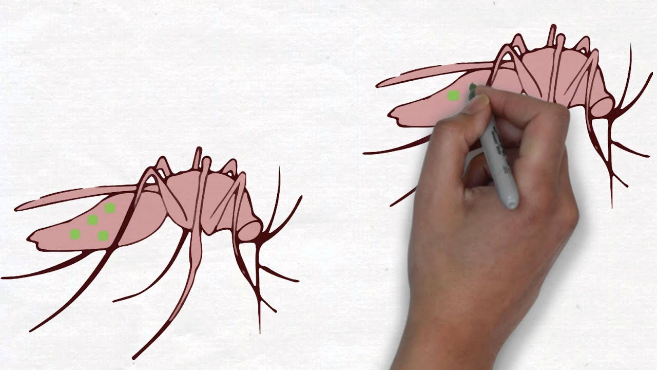 What is Wolbachia?