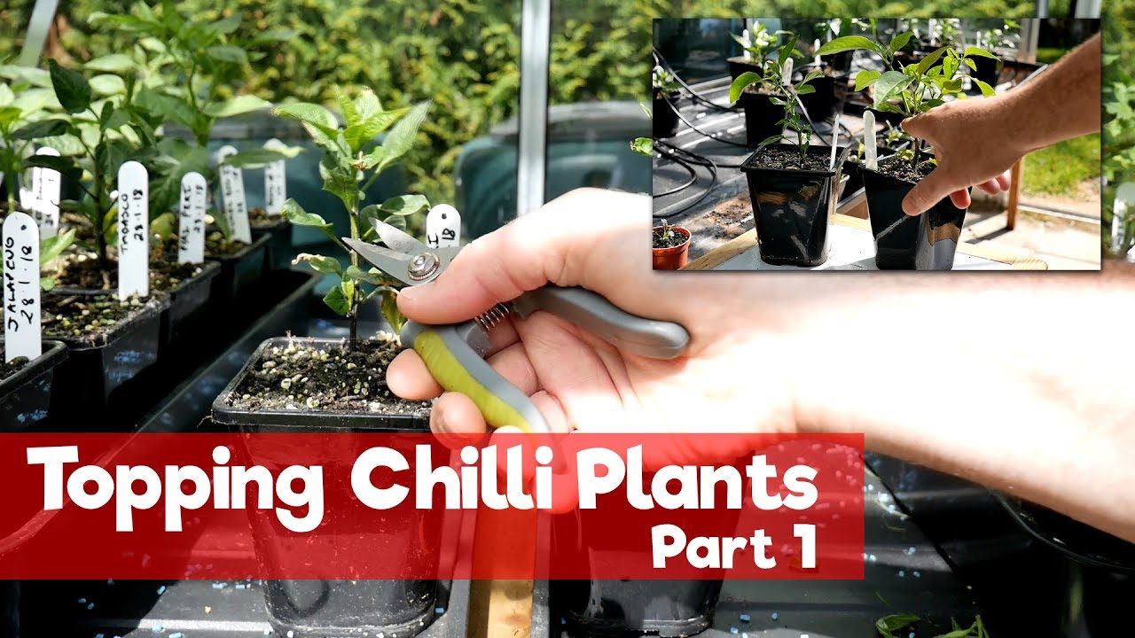 Topping Chilli Plants