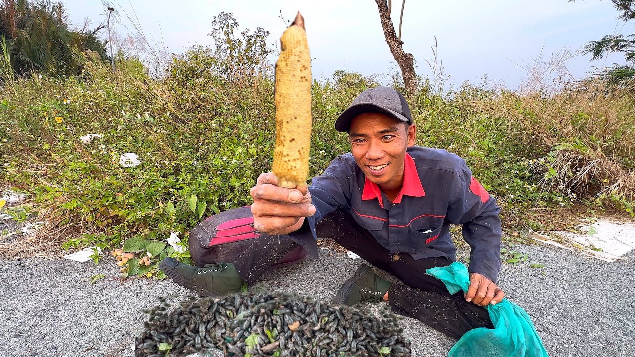 Đi Tìm Ổ Bữa Cũi Mukbang Tổ Ong Rừng