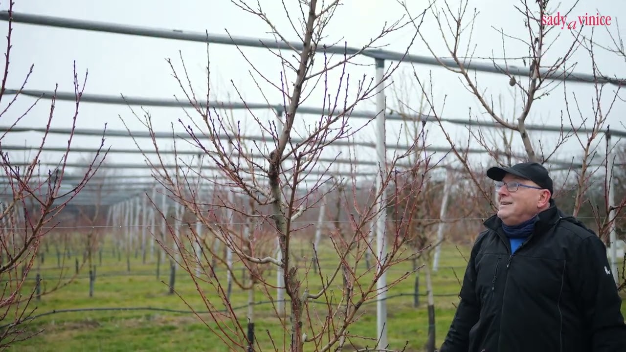 Predjarný rez broskyne v tvare vretena