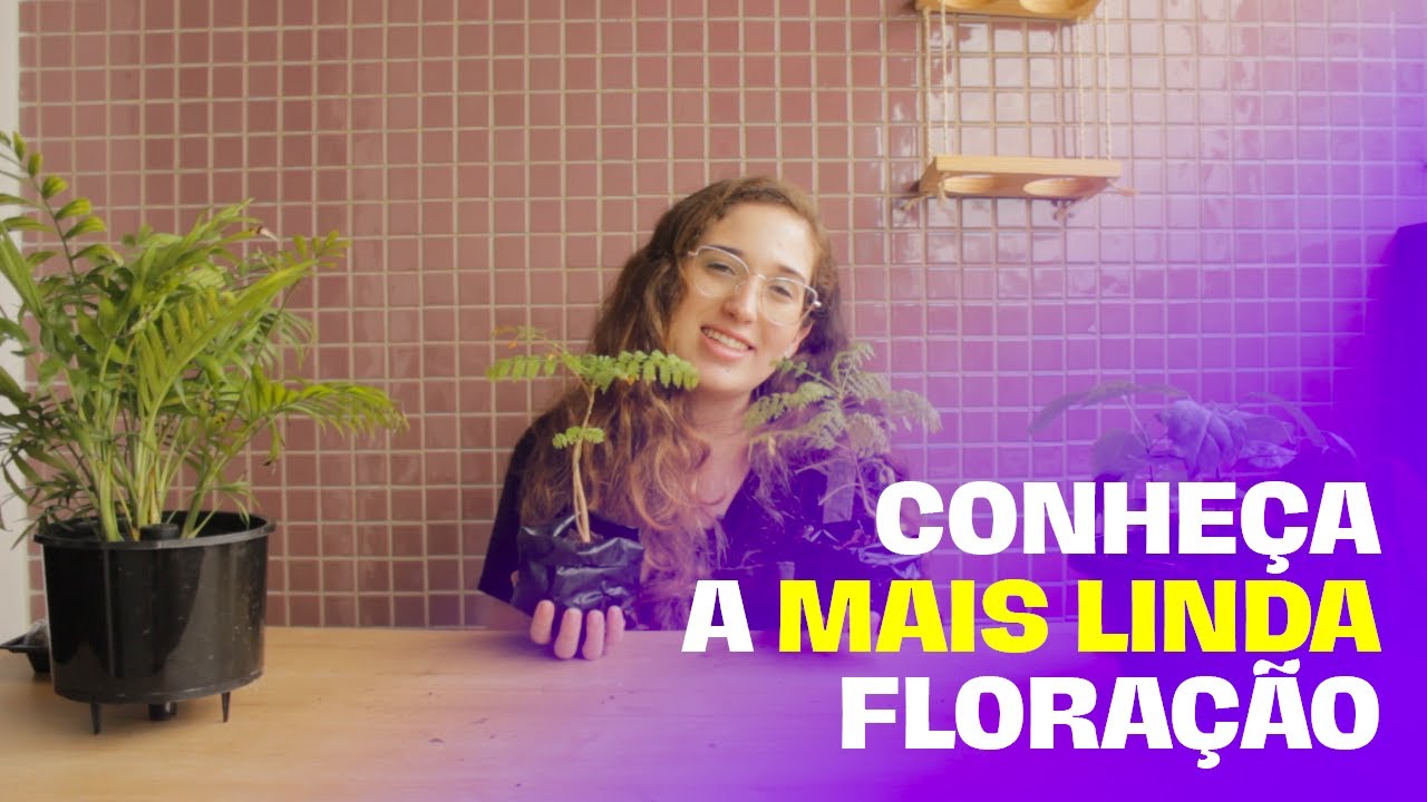 JACARANDÁ, A FAMOSA ÁRVORE DE FLORAÇÃO ROXA I MAIS FLORESTA