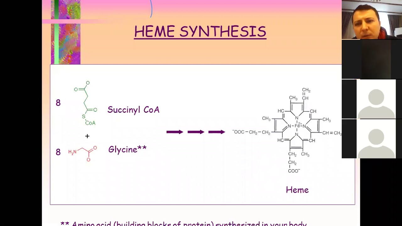 AFSÜ Hematoloji Dersi / Hemoglobin Miyoglobin Metabolizması