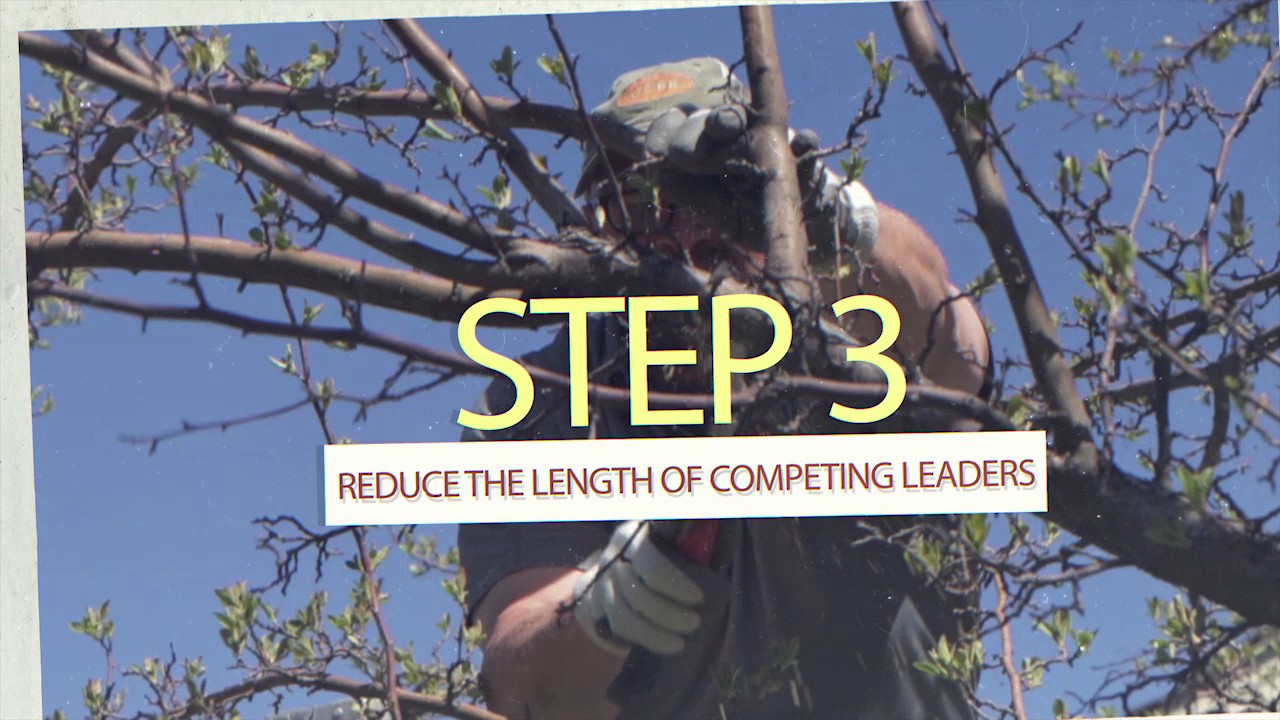 Pruning Crabapple Tree