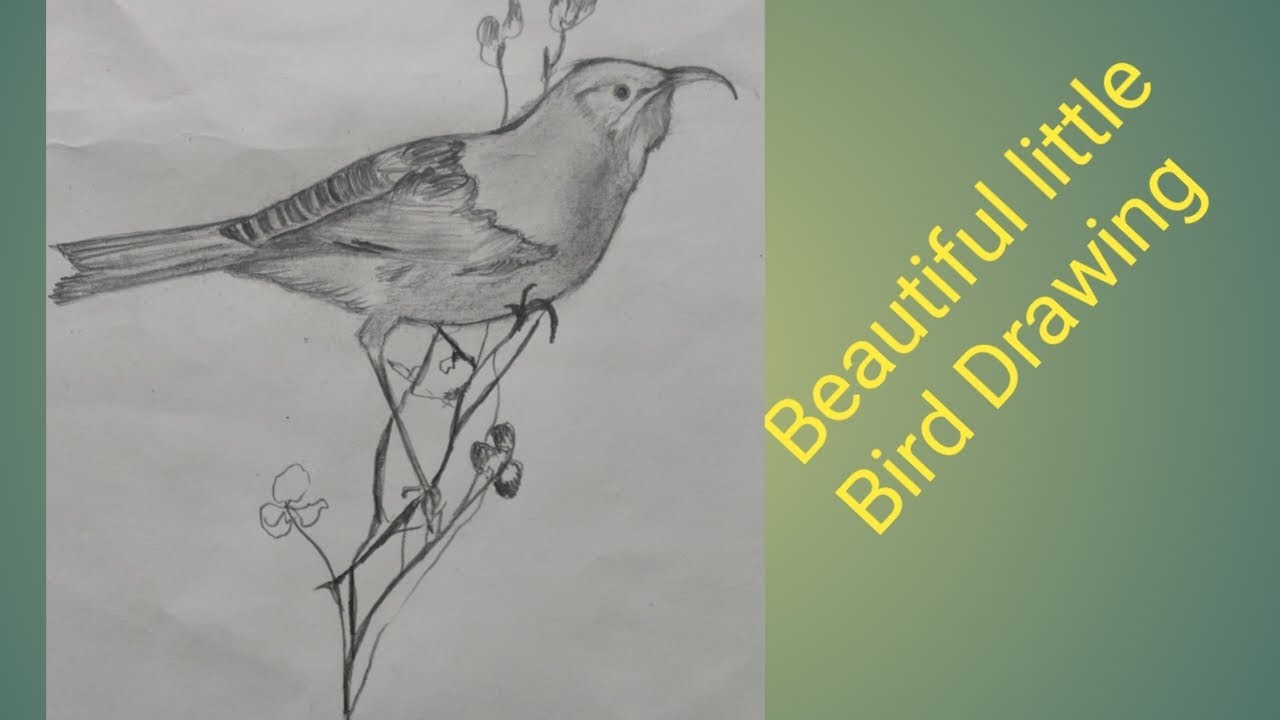 @Beautiful Little Bird Drawing | Easy Pencil Bird Sketch for Beginners 🐦✏️