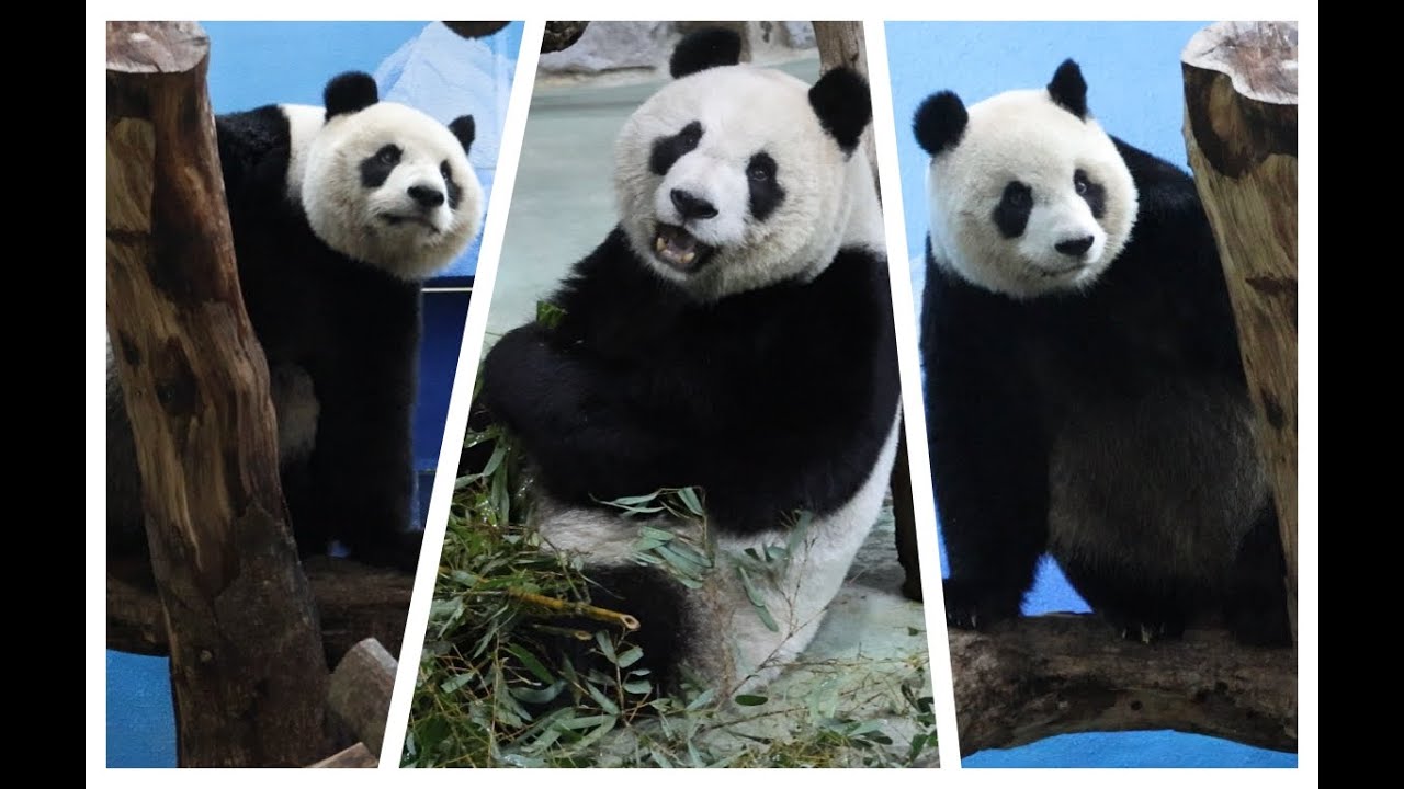 20260115 圓仔餵食沒拍到 竹葉續攤吃到飽(早餐) Giant Panda Yuan Zai