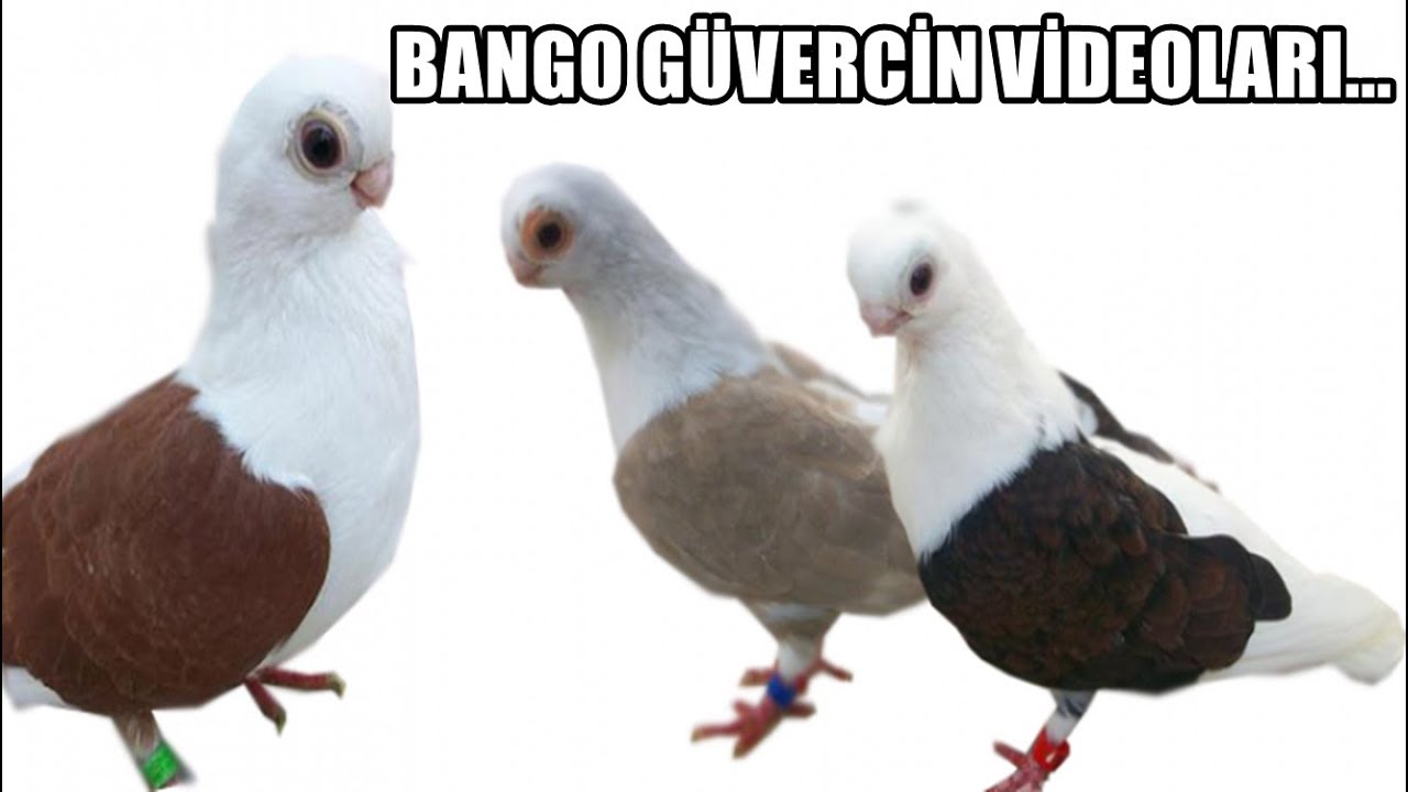 BANGO G&Uuml;VERCİN VİDEOLARI İZLE - Bango G&uuml;vercin &Ccedil;eşitleri