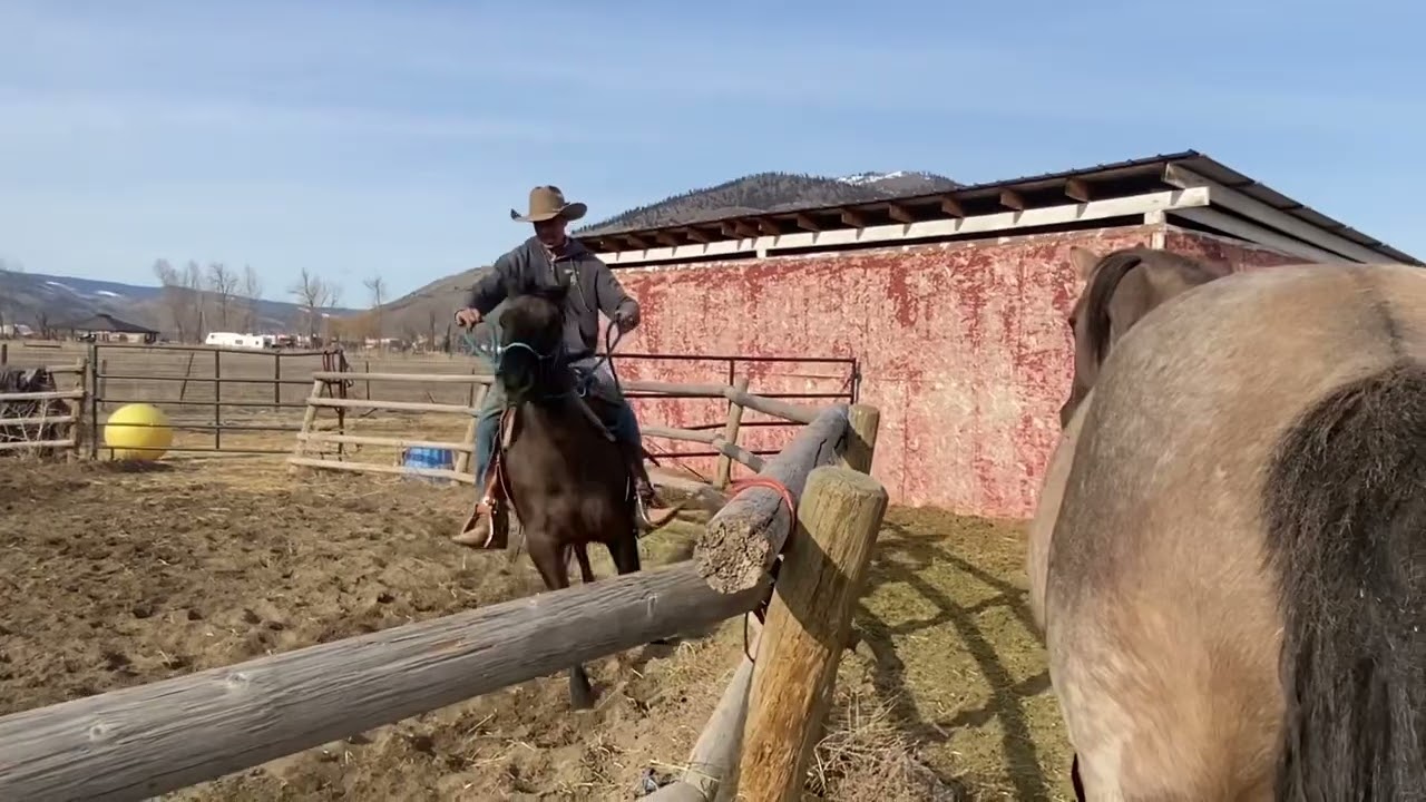 first ride for grulla baby continue- Camilleshorses