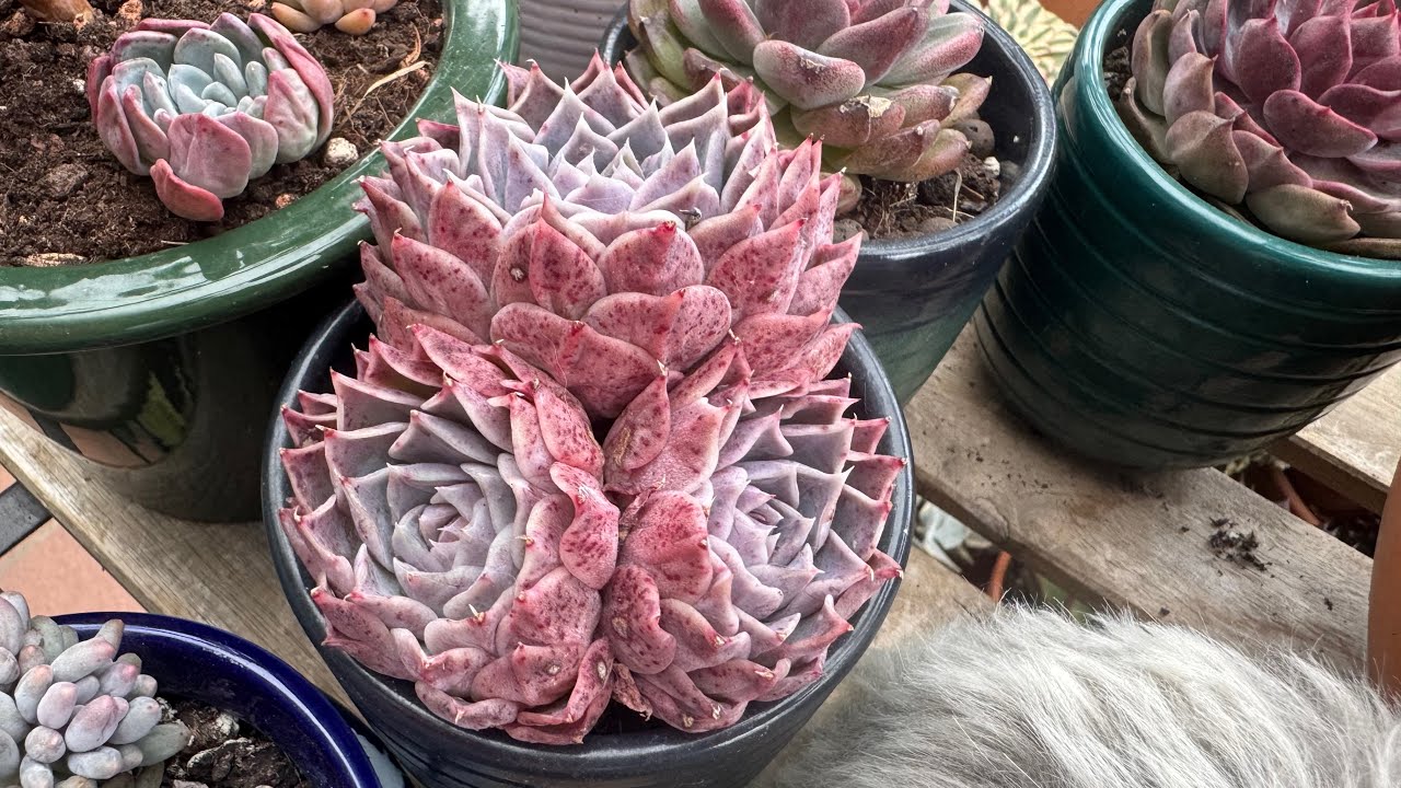 3 HAFTA SONRA SUKULENTLERİM NASIL 🧚‍♀️ TÜRKİYE ANILARIM #sukulentbakımı #türkiye 