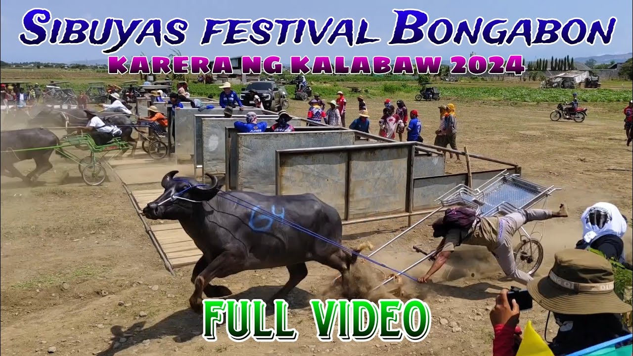 Sibuyas festival karera ng kalabaw 2024 full video