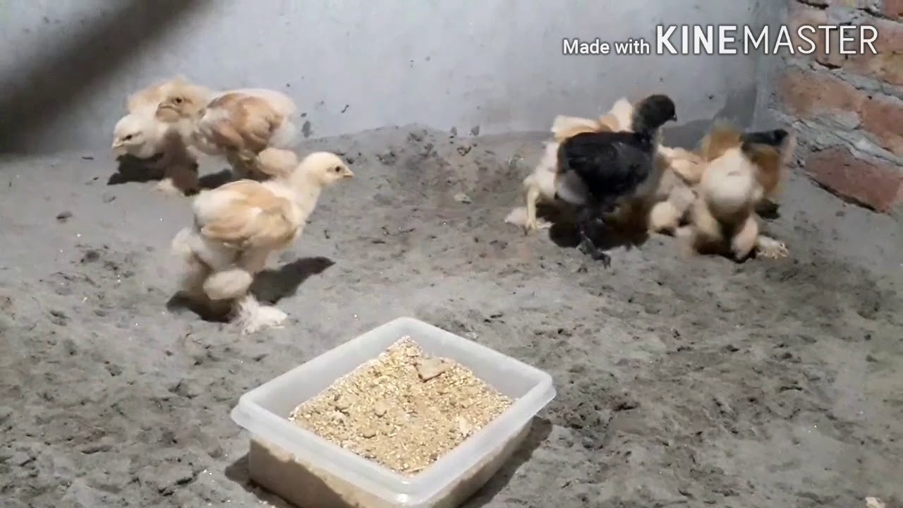 Golden Buff Farming