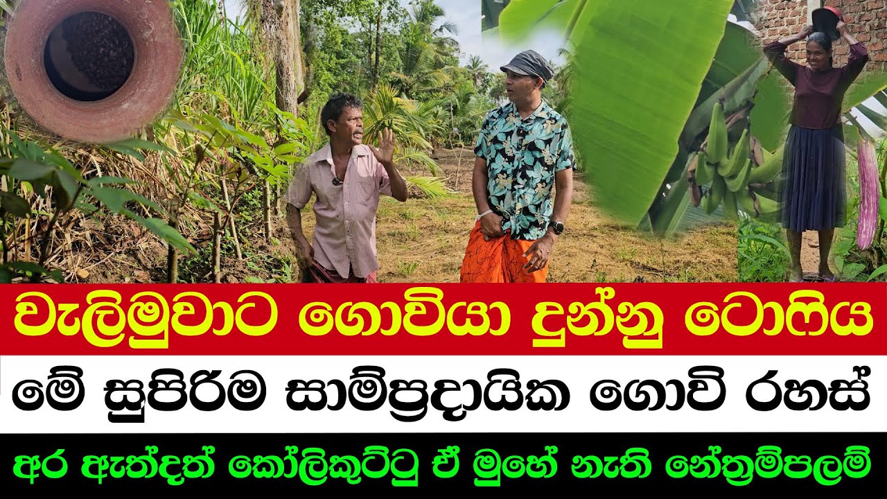 Traditional Farming Wisdom You&rsquo;ve Never Heard Of | Bananas Without a Flower? This Is Real