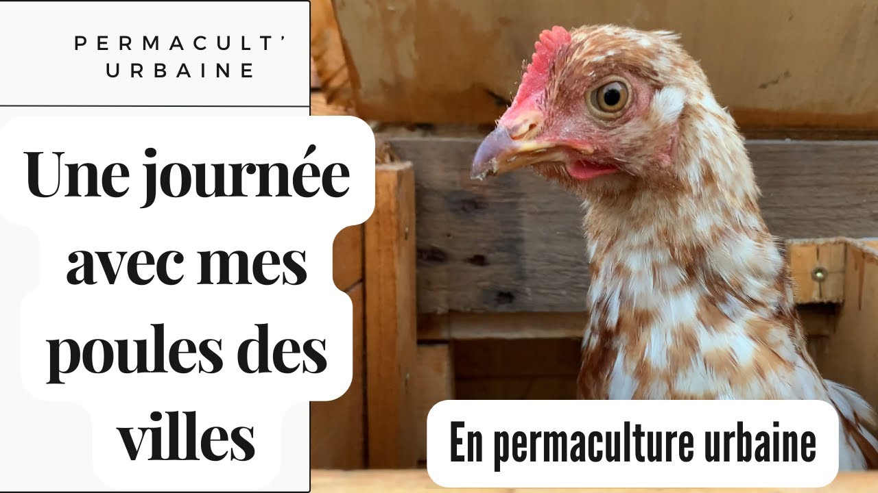 Une vie de poules des villes en permaculture urbaine, une journée avec mes poules