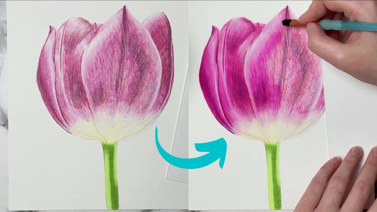 How To Create A Base Layer With Colored Pencils & Botanical Coloured Pencil Drawing