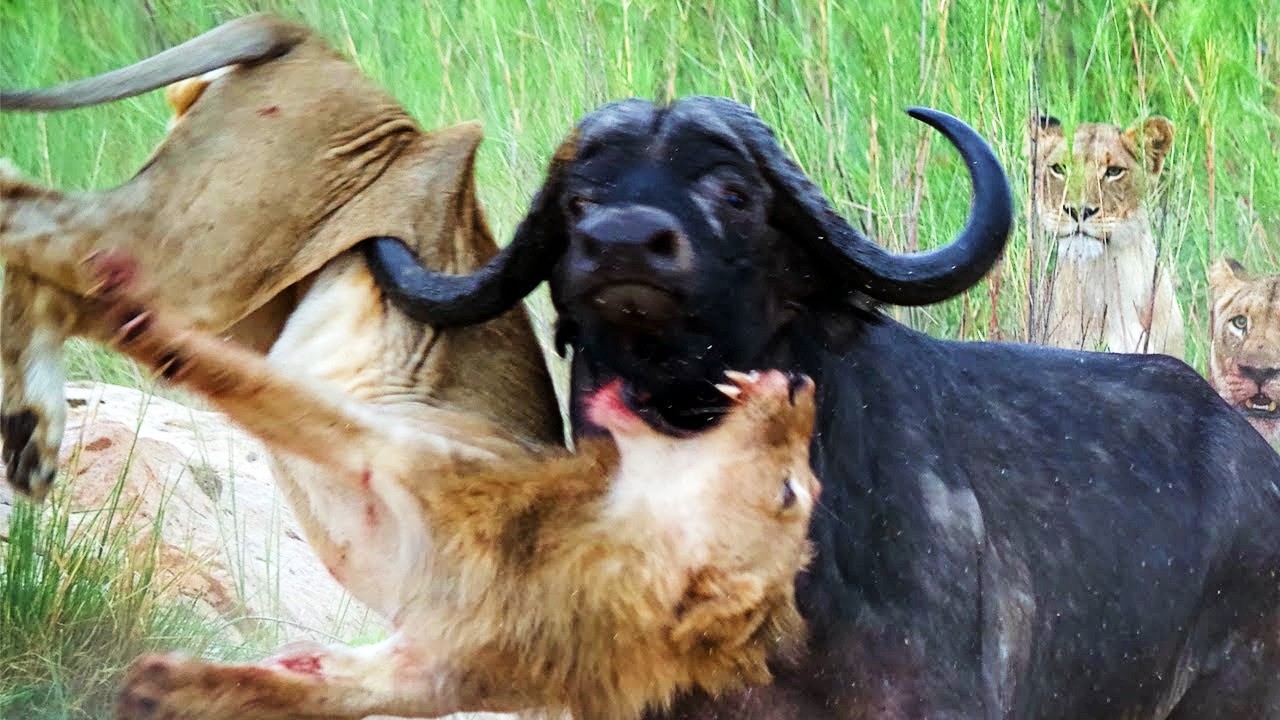 This is Why Even Lions and Crocodiles Fear the Black Death ─ African Buffalo