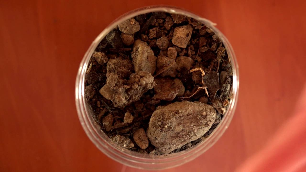 Observation des animaux du sol &agrave; l&rsquo;aide de l&rsquo;appareil Berl&egrave;se