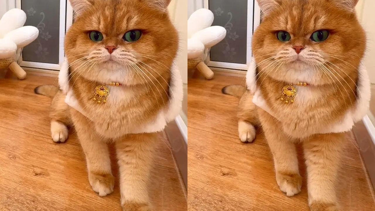 聪明反被聪明误#萌宠出道计划 #心思全写在脸上的猫 #萌宠闹新春