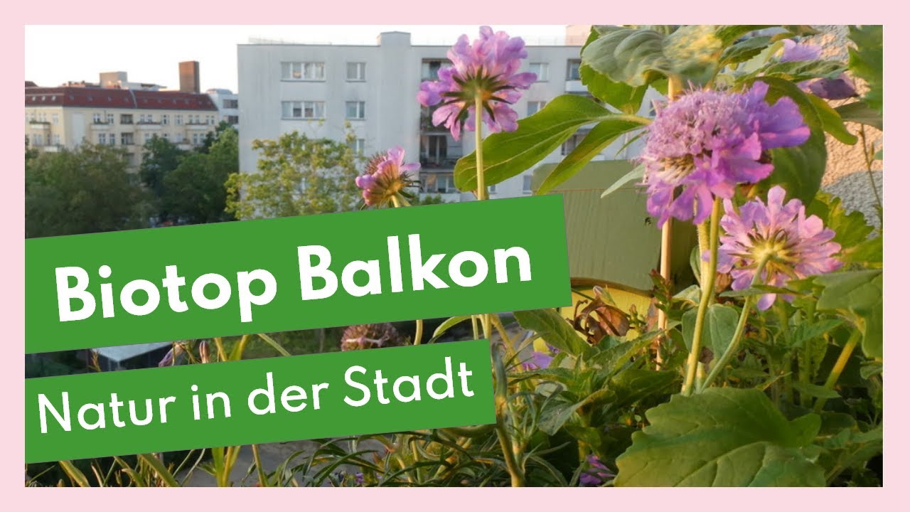 Biotop Balkon - Natur in der Stadt