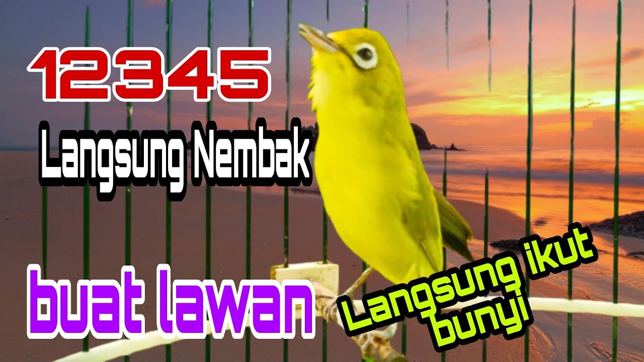 Pancingan Kecial Kuning Itungan 12345 Langsung Nembak Buat Lawan Ikut Bunyi Gacor ngejos