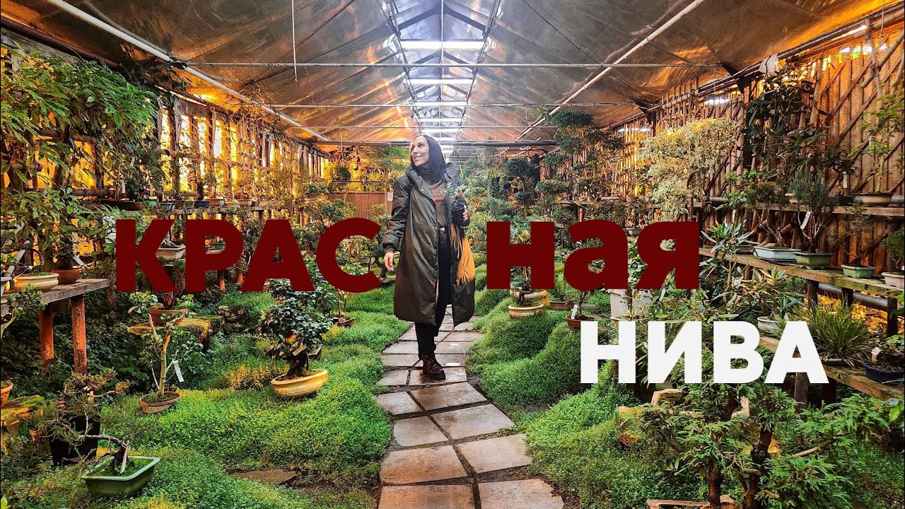 Питомник Красная нива/Хейт от подписчиков.