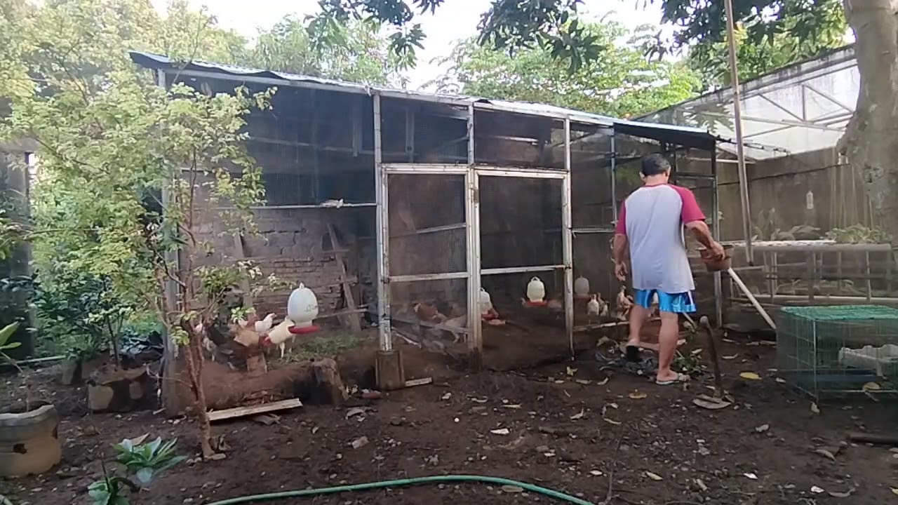 Memberi pakan ayam pagi hari 10 6 25
