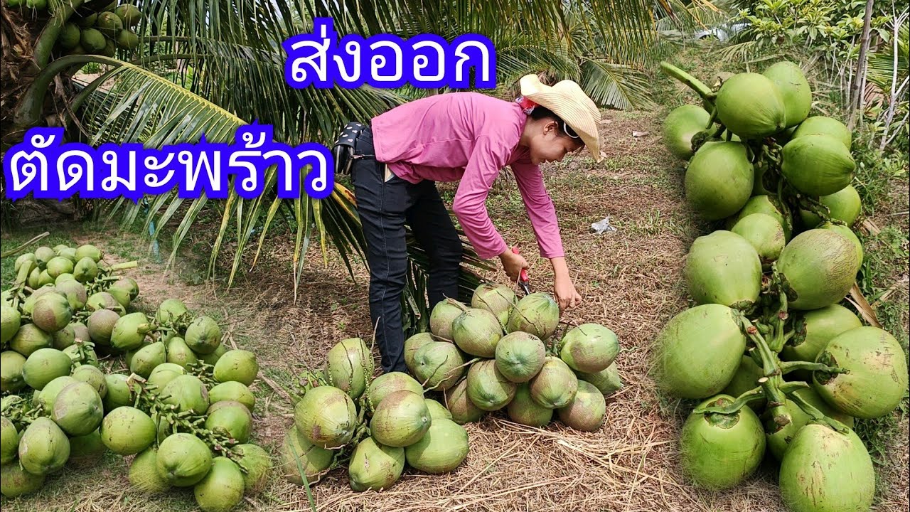 สวนมะพร้าวน้ำหอม 4ปีที่รอคอย  วันนี้ ได้ขายผลผลิตแล้วจ้า