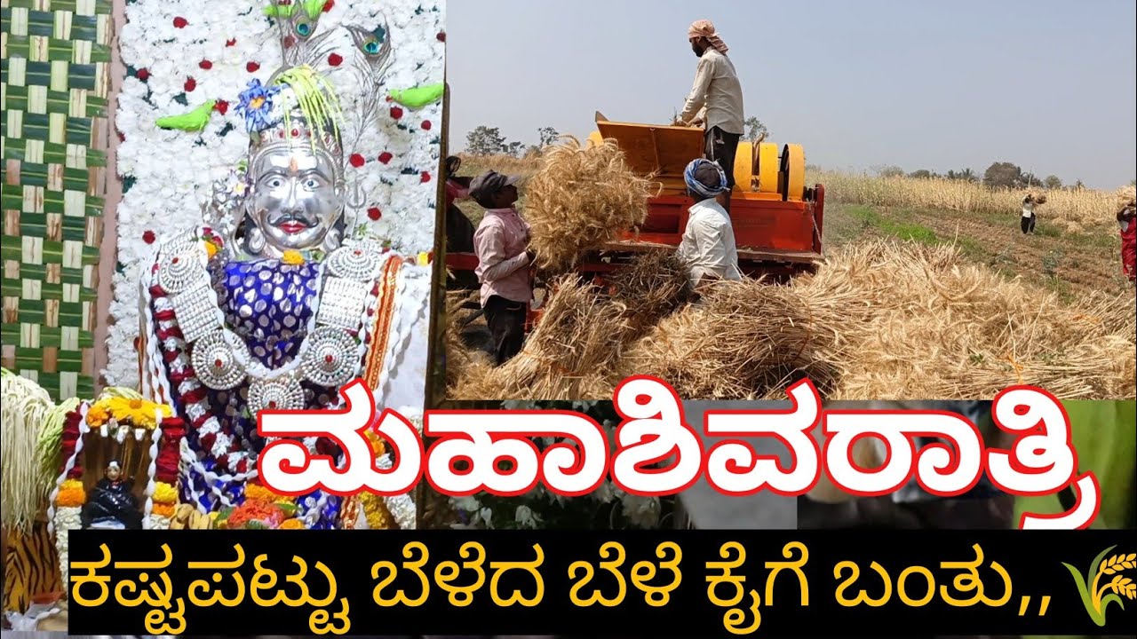  ಕಷ್ಟಪಟ್ಟು ಬೆಳೆದ ಬೆಳೆ ಕೈಗೆ ಬಂತು,,🌾🌾! 😍 ಹೊಲದ ರಾಶಿ & ಶಿವರಾತ್ರಿ ಹಬ್ಬದ🙏 ಎರೆಡು ವಂದೇ ದಿನಾ !! 🙃#kanndavlog 