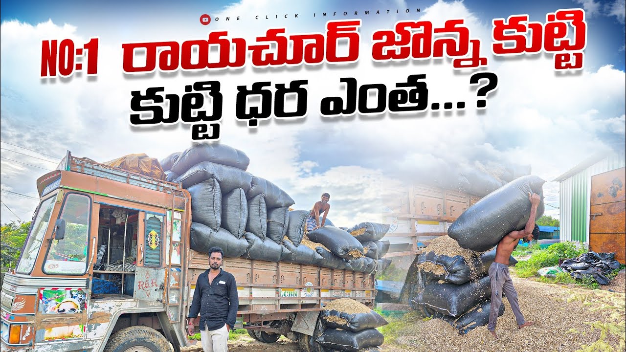 Feed for Dairy farms( Dry fodders) johnna Kutty ||@Oneclickinformation 