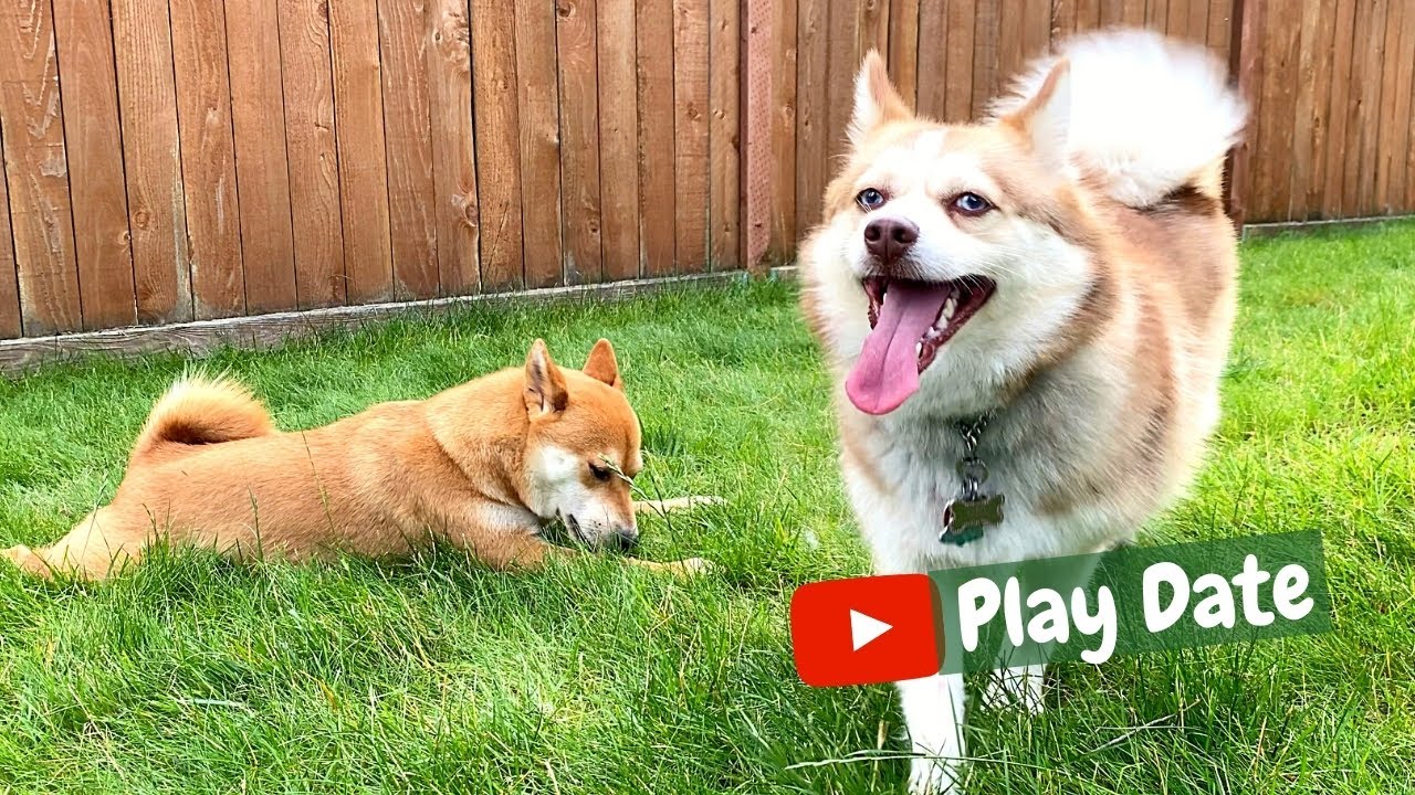 A Shiba Inu and a Pomsky Play Date Part II | Super Shiba