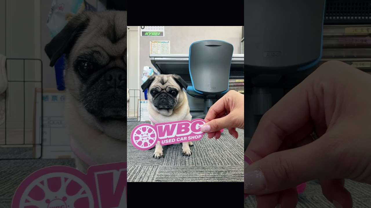 Used Car Shop WBCステッカー新色登場！！