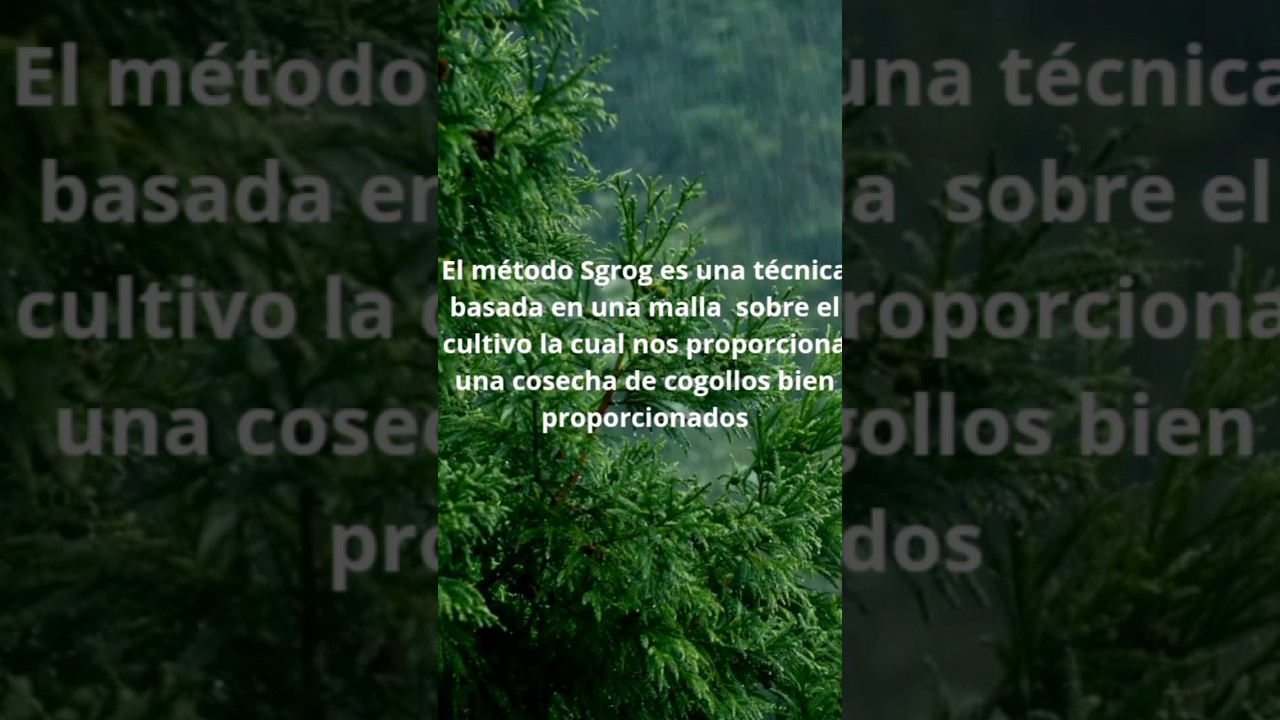 Cannabis m&eacute;todo Sgrog.            esta gran t&eacute;cnica nos ayuda a maximizar la calidad de cada cogollo