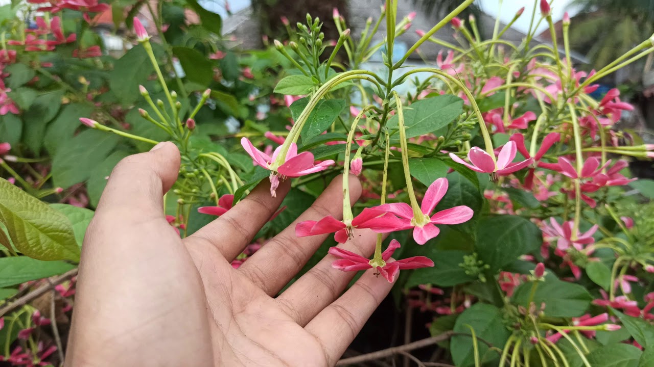 Memperbanyak Melati Belanda Secara Cepat ( Chinese Honeysuckle / Quisqualis indica)