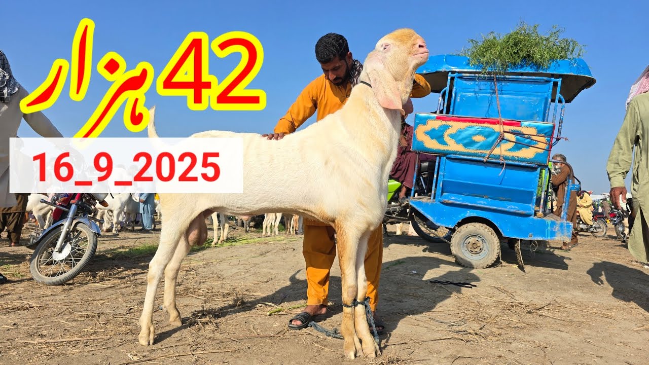 Gulabi Bakra farm 2025