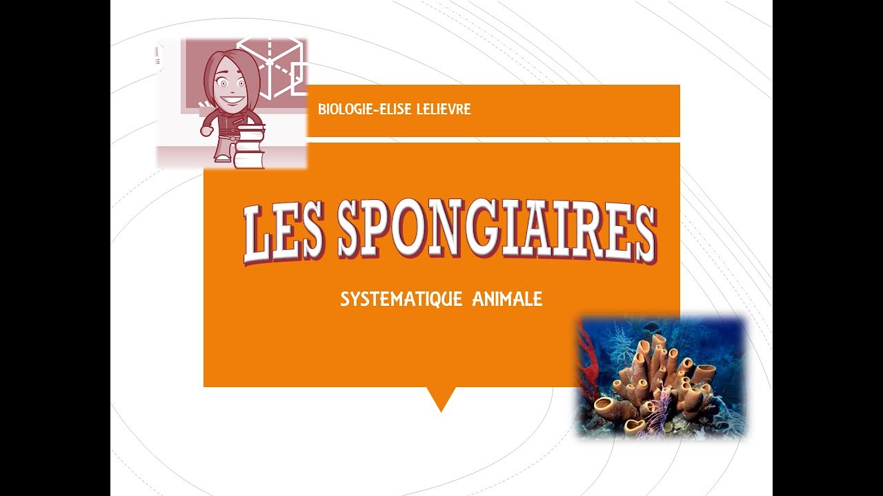 Spongiaires