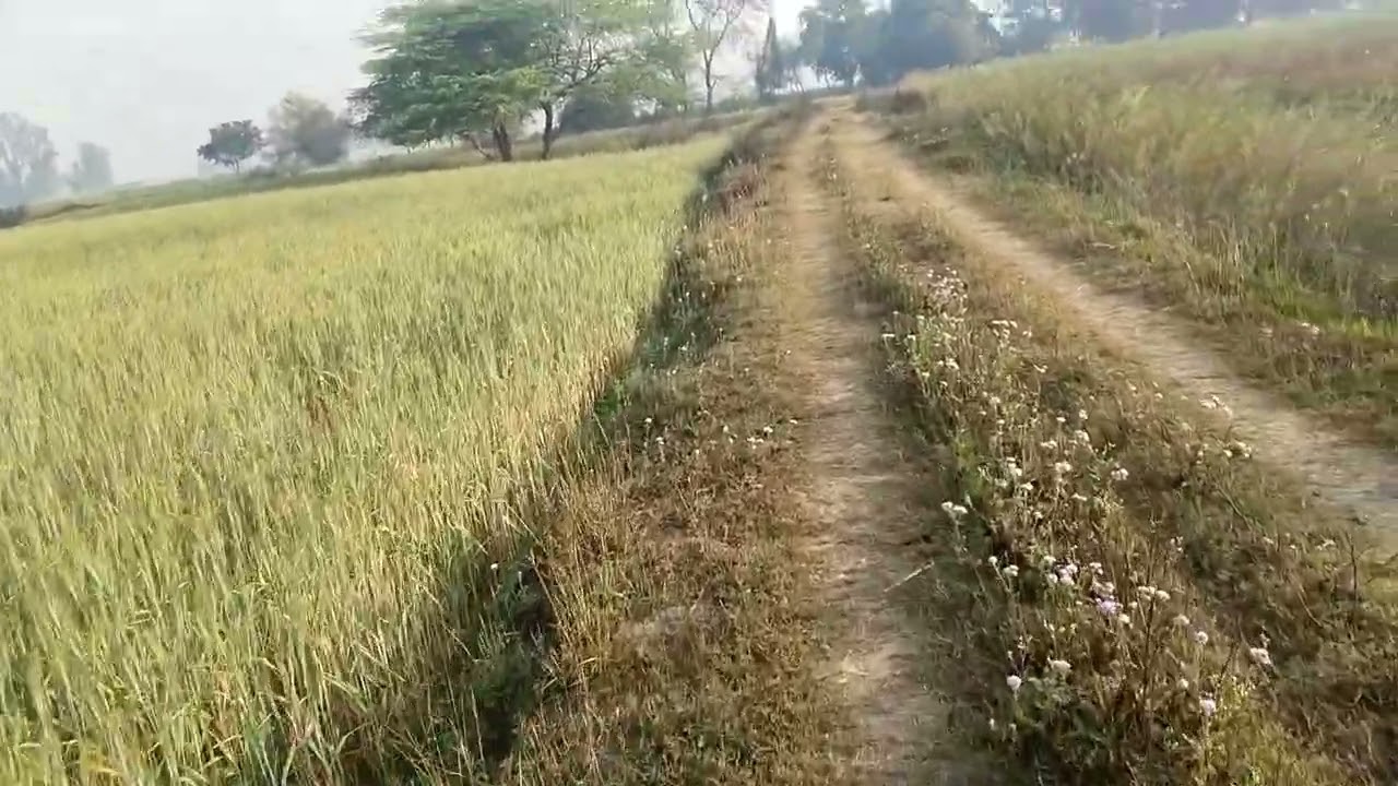 Aaj  jara hu sarso Khatarnak #reels #shorts #viral #youtube 