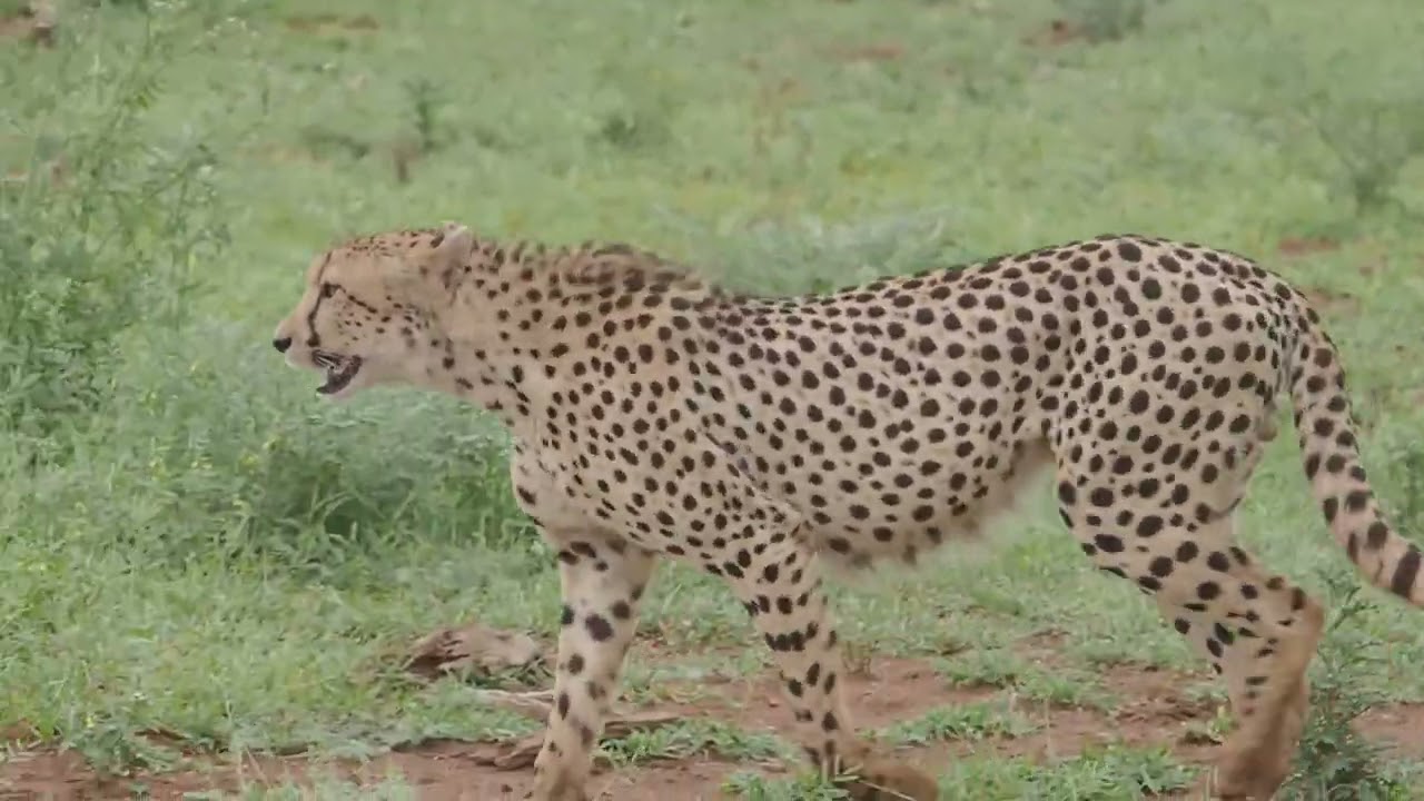 Three male Cheetah tracking a female near Crocodile Bridge Camp in #krugernationalpark @pksafaris