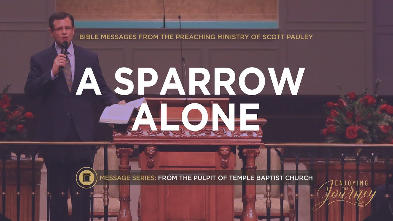 A Sparrow Alone