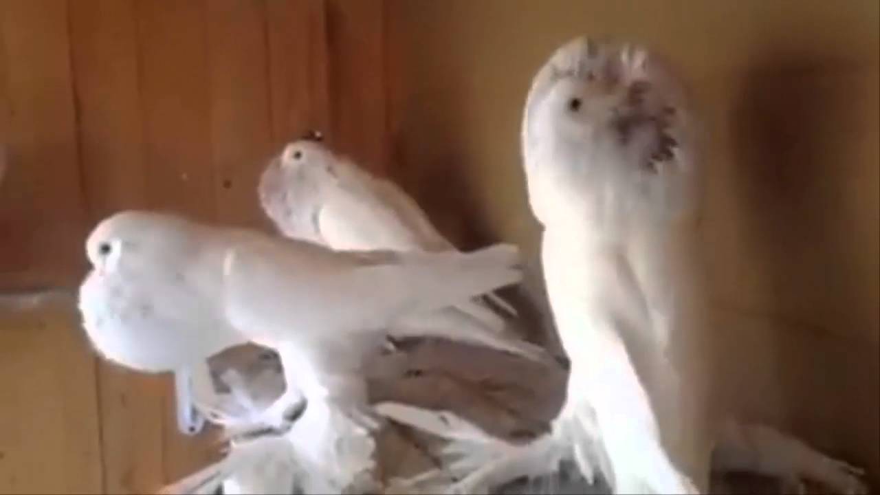 Pomeranian Pouters