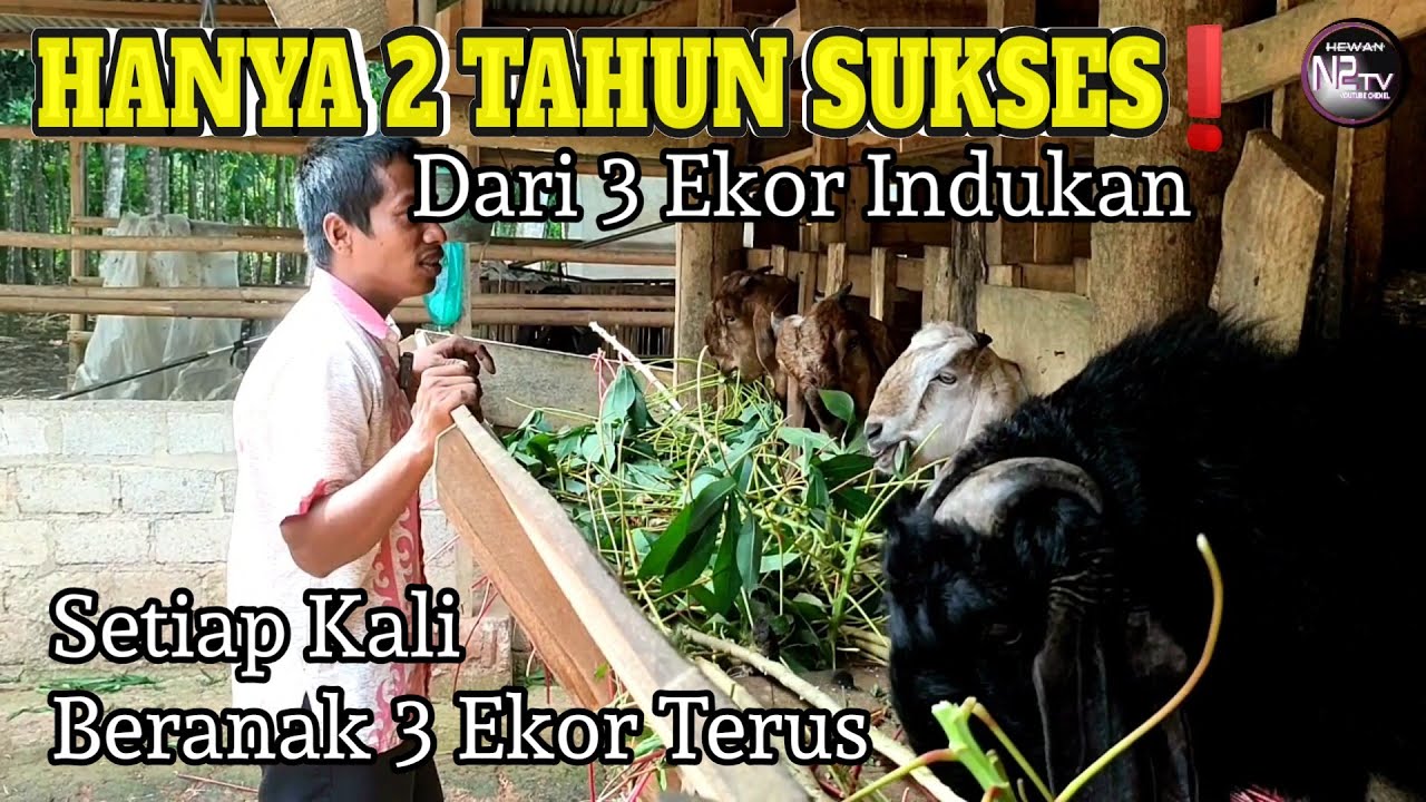 Rutin Beranak 3 Terus Jadikan Sukses Ternak Kambing Jawa Randu
