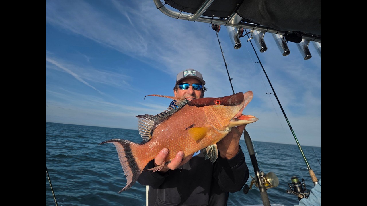 Hogfishing out of Dunedin