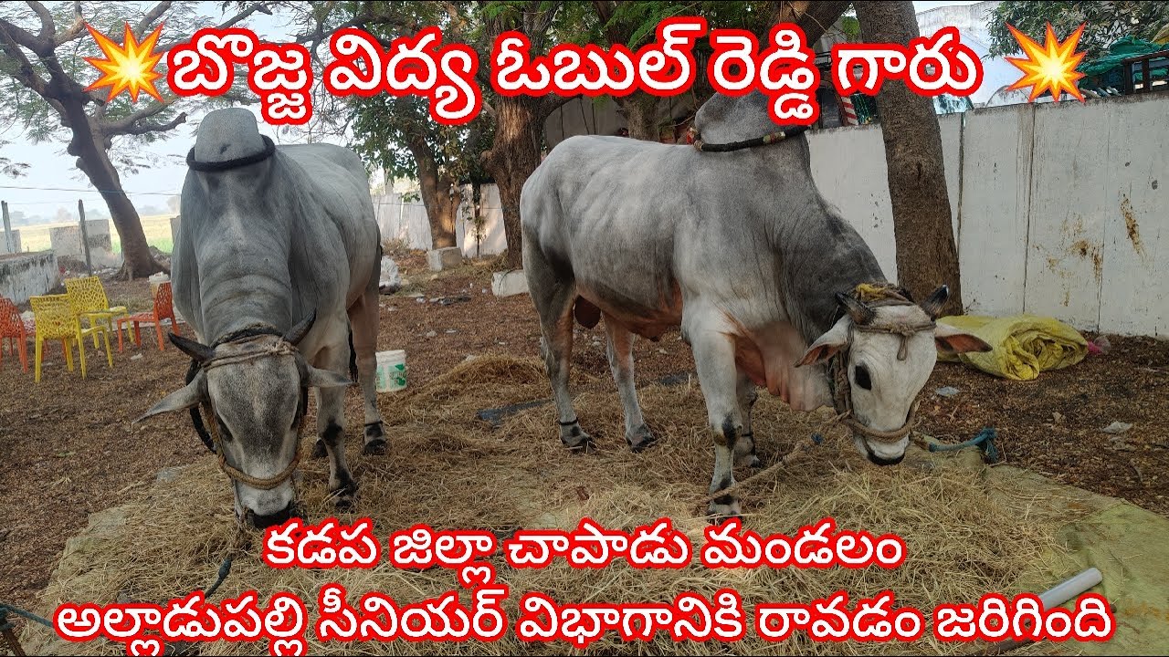 💥అల్లాడుపల్లి సీనియర్ విభాగానికి 4వ జత గుత్తి ఆదిల్&బొజ్జ విద్య ఓబుల్ రెడ్డి గారు