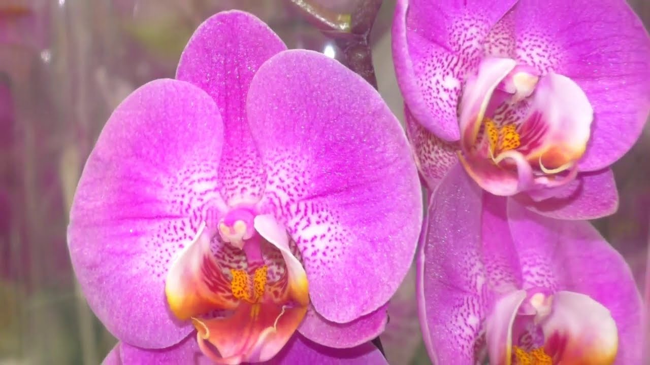 Орхидеи JMP НОВИНКИ в Леруа Мерлен 💐💮 от 398 до 705 рублей.    ОБЗОР Орхидей с НАЗВАНИЯМИ.