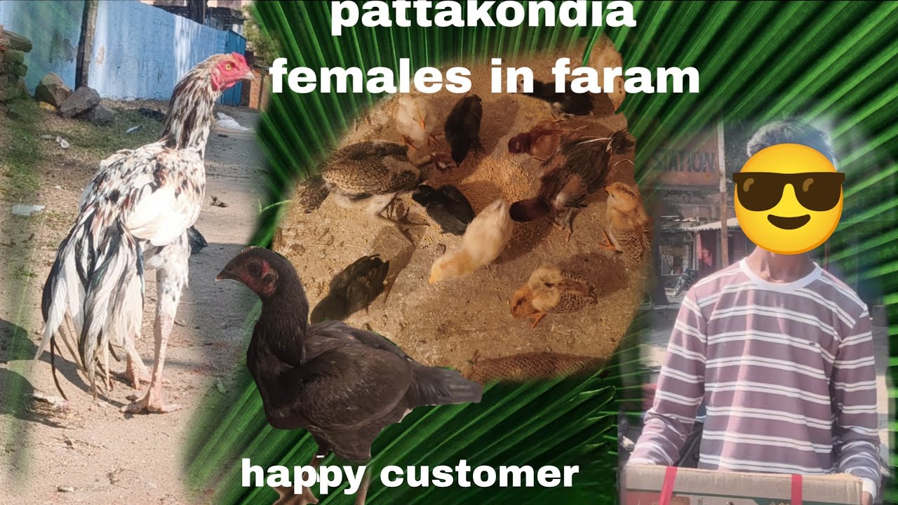 Happy customer / new pattakondia females #birds  #like 