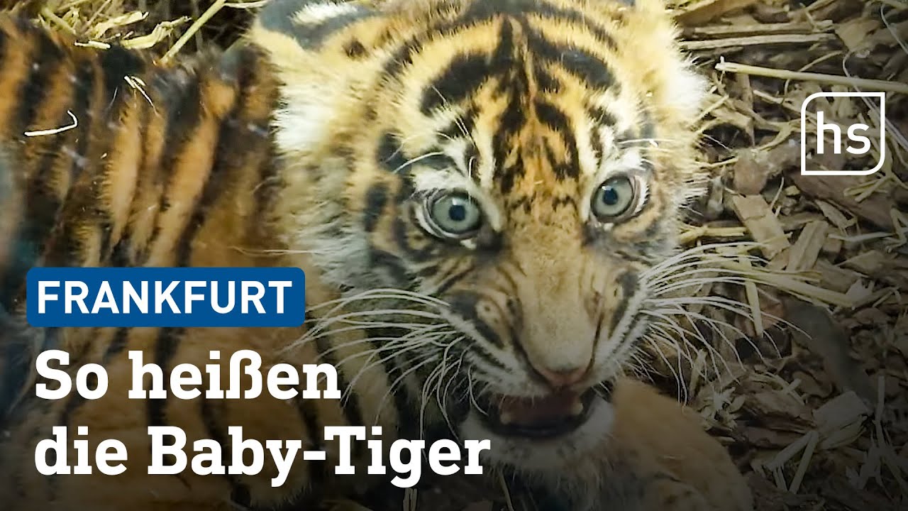 Sumatra-Tiger im Frankfurter Zoo: Namen bekannt gegeben | hessenschau