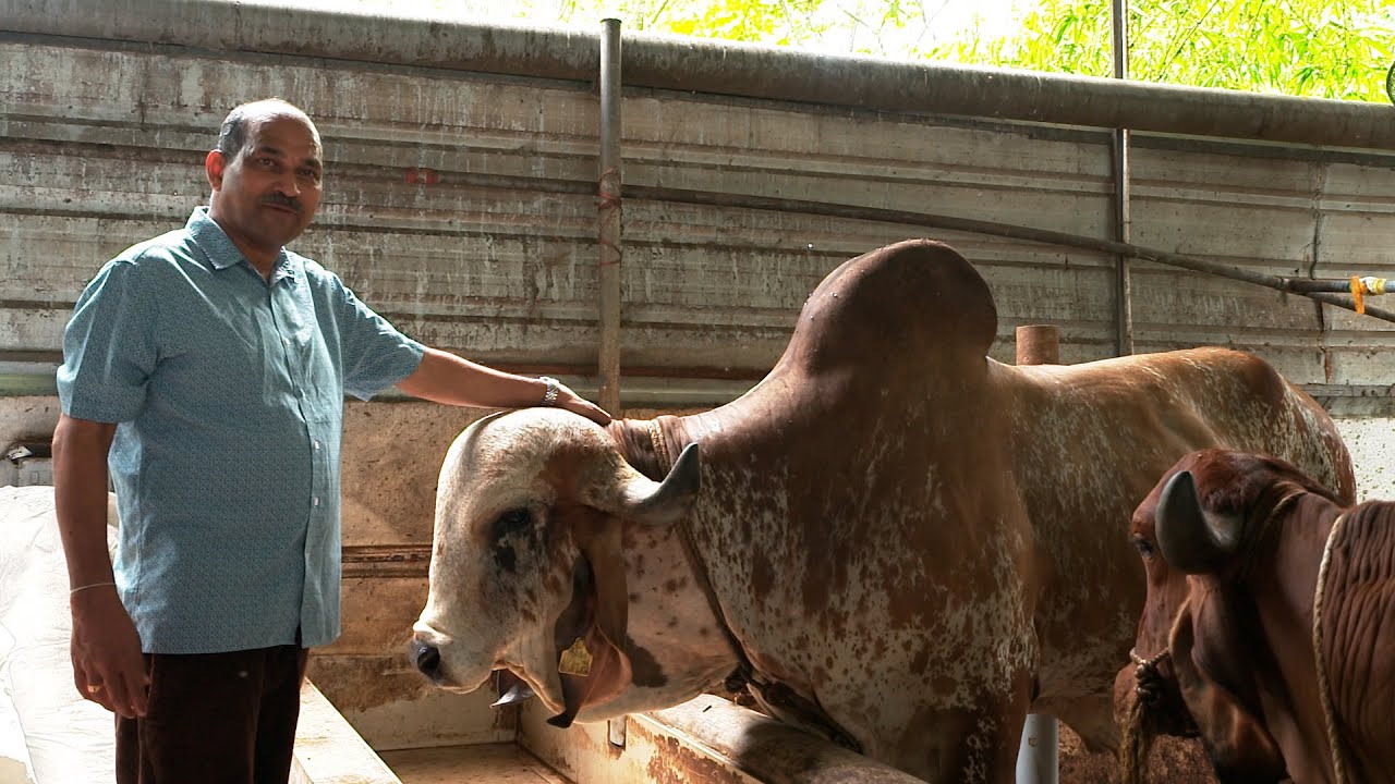 Kissan Krishideepam Episode - 1062 - Gir cows and integrated farming
