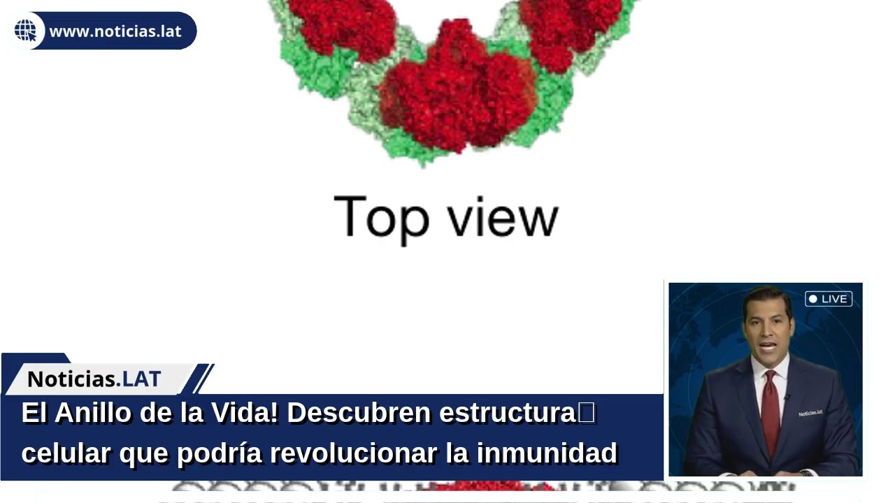 ¡El Anillo de la Vida! Descubren estructura celular que podría revolucionar la inmunidad