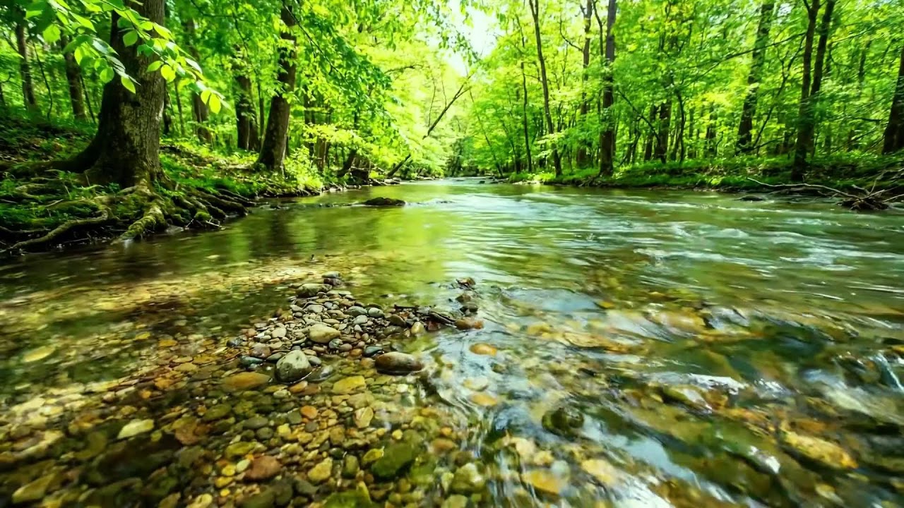 Water Flow and Forest Birds, Relaxing Nature Ambience, White Noise for Healing and Sleep