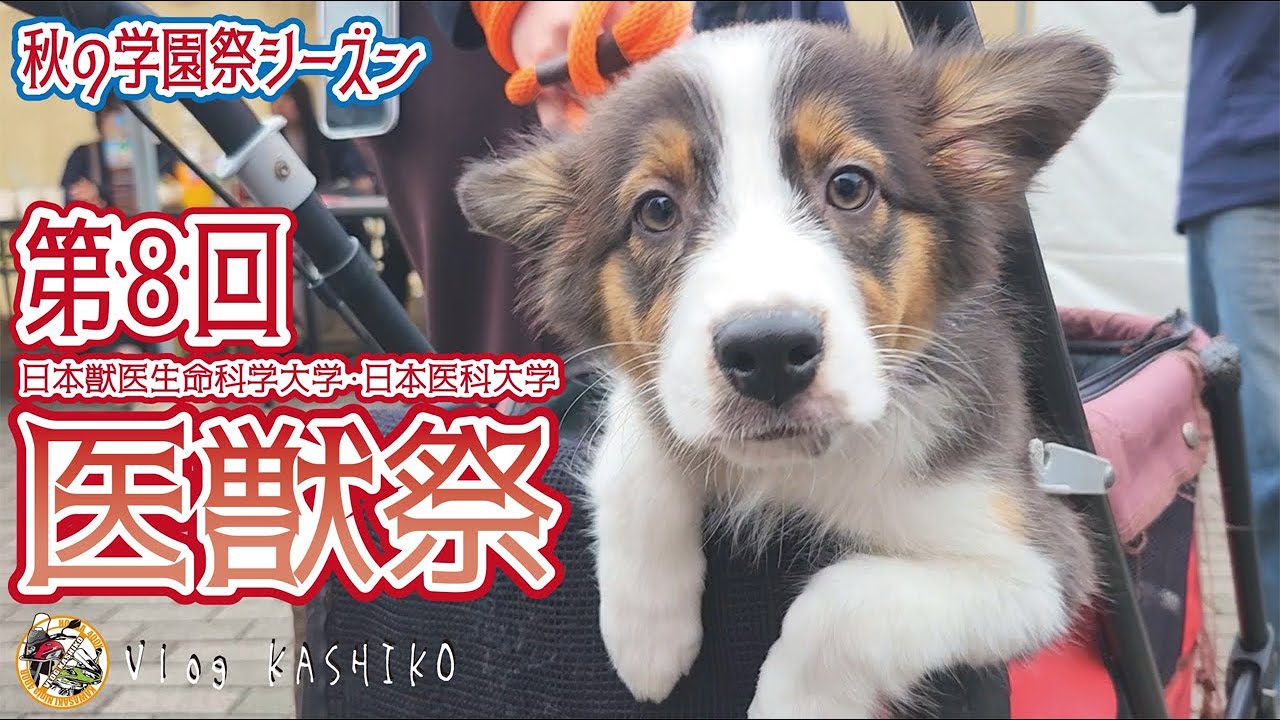 【モトブログ】#255　秋の学園祭シーズン！　長くて厳つい校名とは裏腹なほっこりする学園祭【日本獣医生命科学大学】【日本医科大学】【医獣祭】【学園祭】
