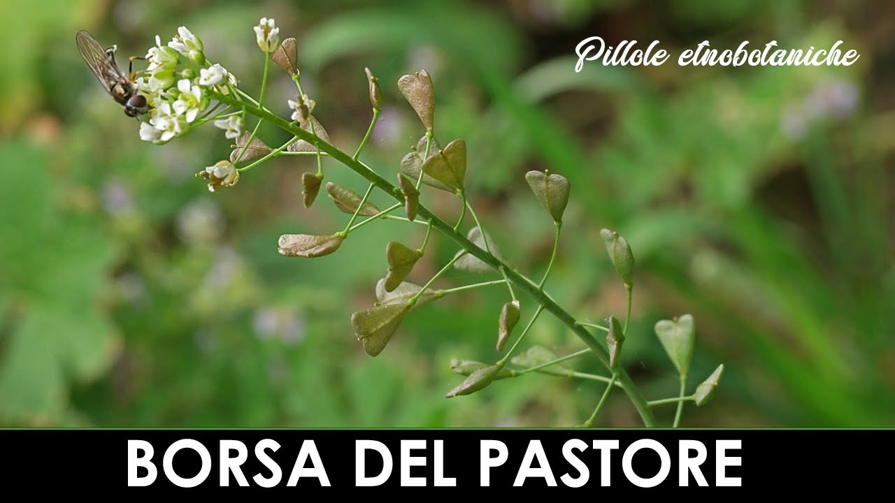 PILLOLE ETNOBOTANICHE - Borsa del pastore